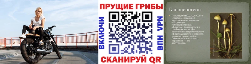 даркнет сайт  Ковров  Псилоцибиновые грибы MAGIC MUSHROOMS 